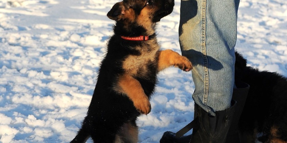 Schäferhund Welpe Kaufen: Ein Leitfaden für Zukunftige Hundehalter