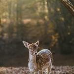 Alice Von Profile Picture