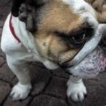 Devan Crist Profile Picture